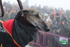 Imagen de Lola de Aguinúñez, galga de Alejandro Mulero.