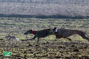Lola de Aguinúñez, galga competidora corriendo