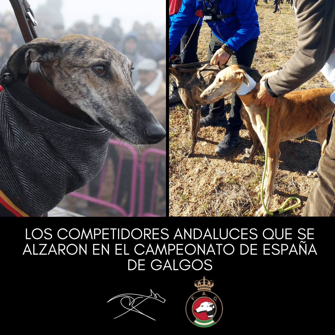 Imagen de noticia: Los competidores andaluces que se alzaron en el Campeonato de España de galgos