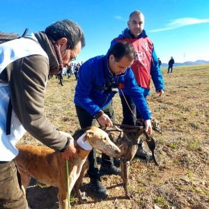 Imagen de Única de Juripa, galga de José Manuel Vargas.