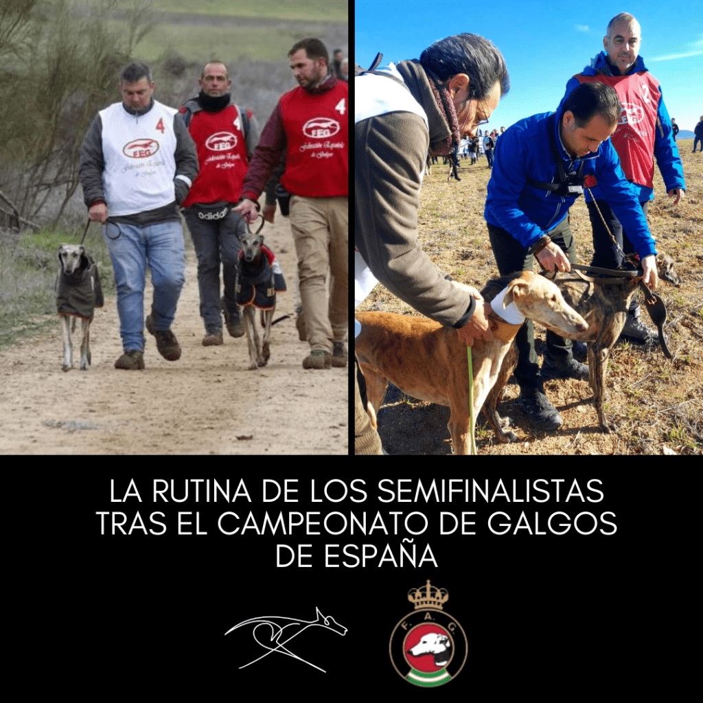 Imagen principal de la noticia: La rutina de los semifinalistas tras el campeonato de galgos de España