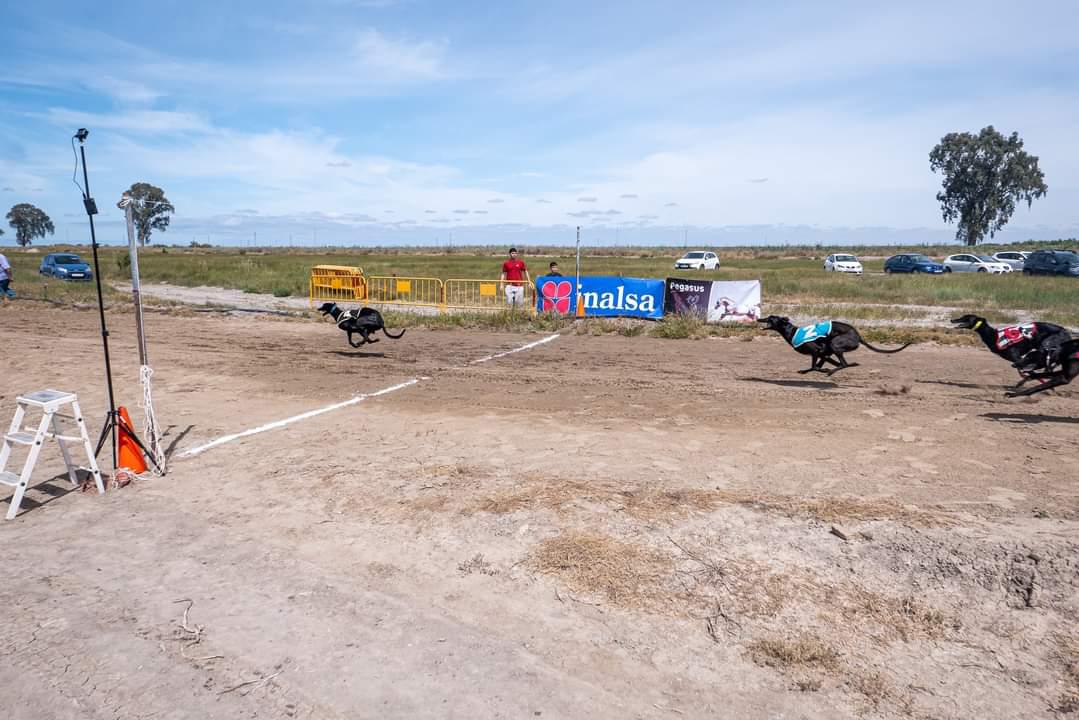 XXXV Campeonato de Andalucia de Galgos - Imagen 1