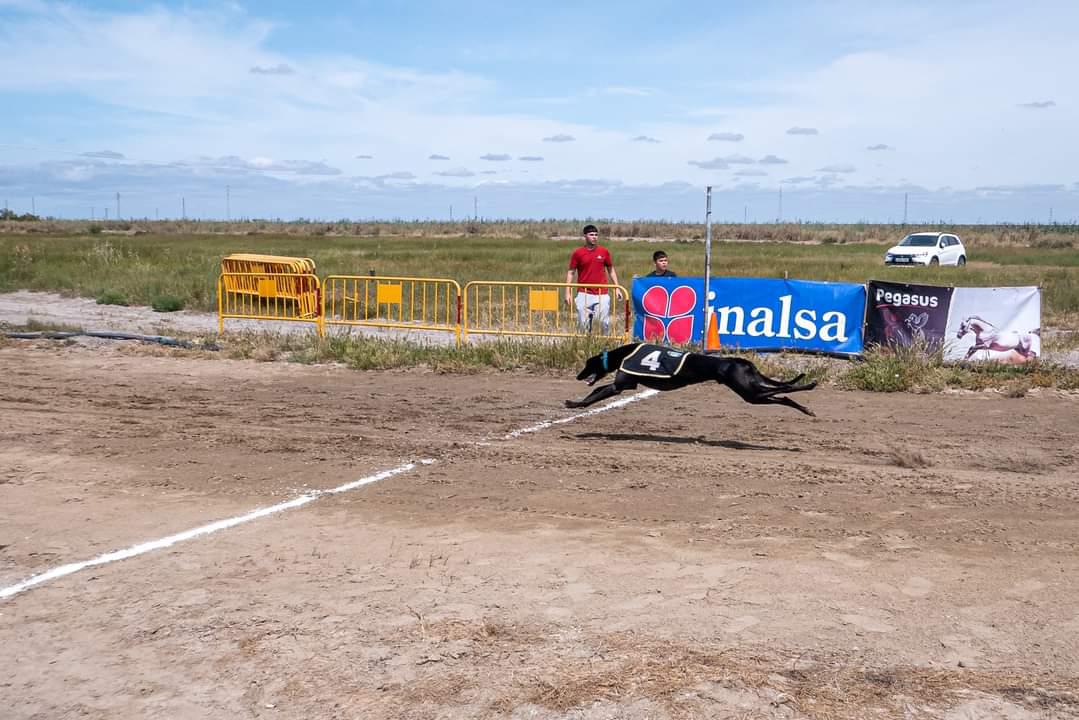 XXXV Campeonato de Andalucia de Galgos - Imagen 2