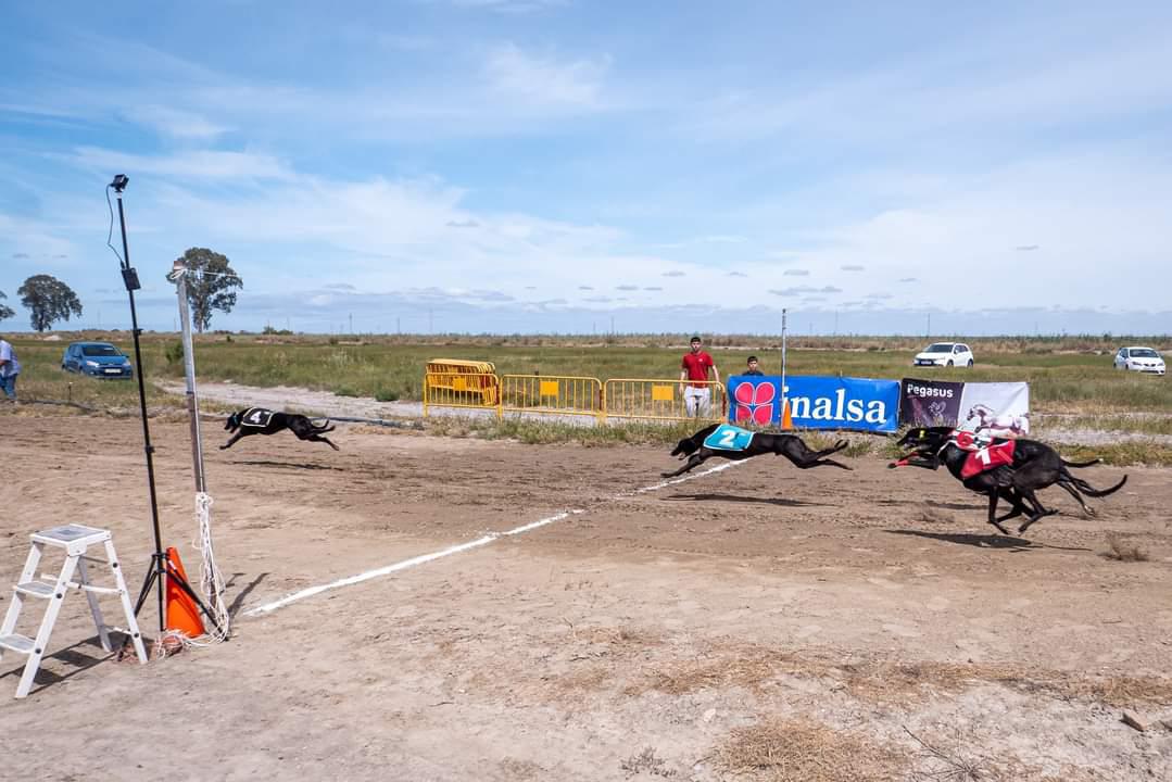 XXXV Campeonato de Andalucia de Galgos - Imagen 3