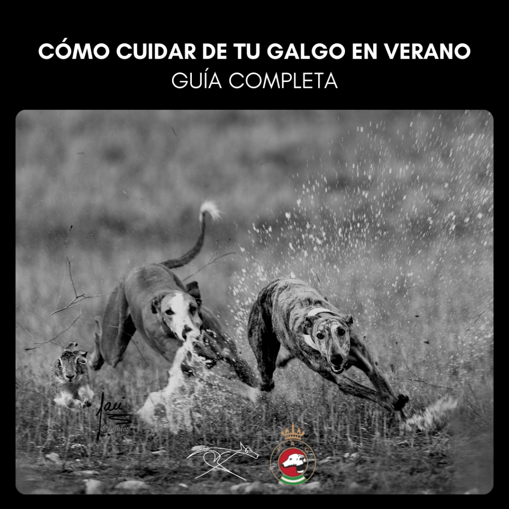 Cómo cuidar de tu galgo en verano: imagen que representa a un galgo disfrutando del agua.