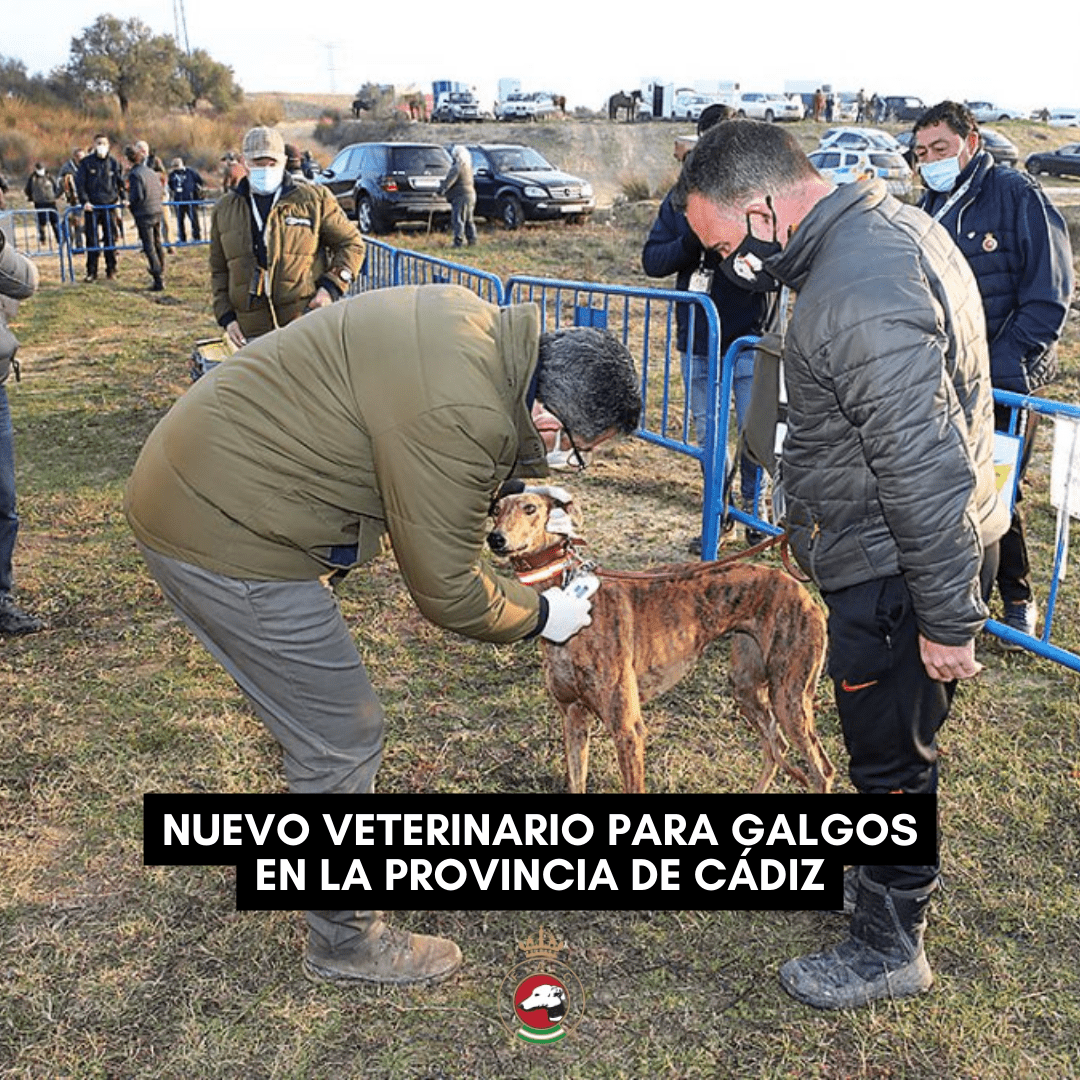 Nuevo veterinario para galgos en la provincia de Cádiz. Imagen en una competición con galgo.