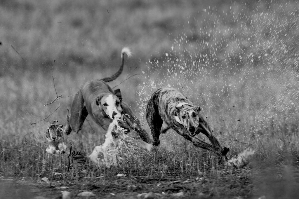 Cómo cuidar de tu galgo en verano: imagen que representa a un galgo disfrutando y pasando cerca de un arroyo de agua.