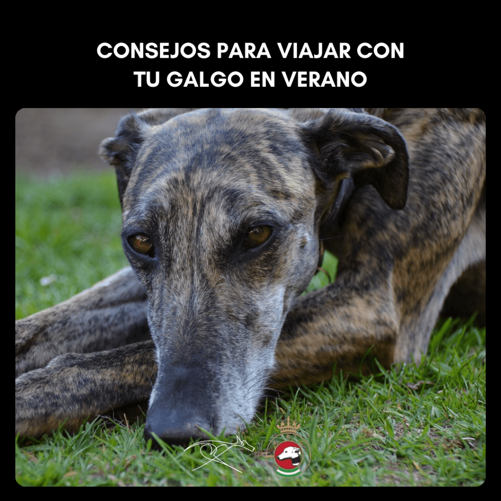 Consejos para viajar con tu galgo en verano: imagen de un galgo tumbado.