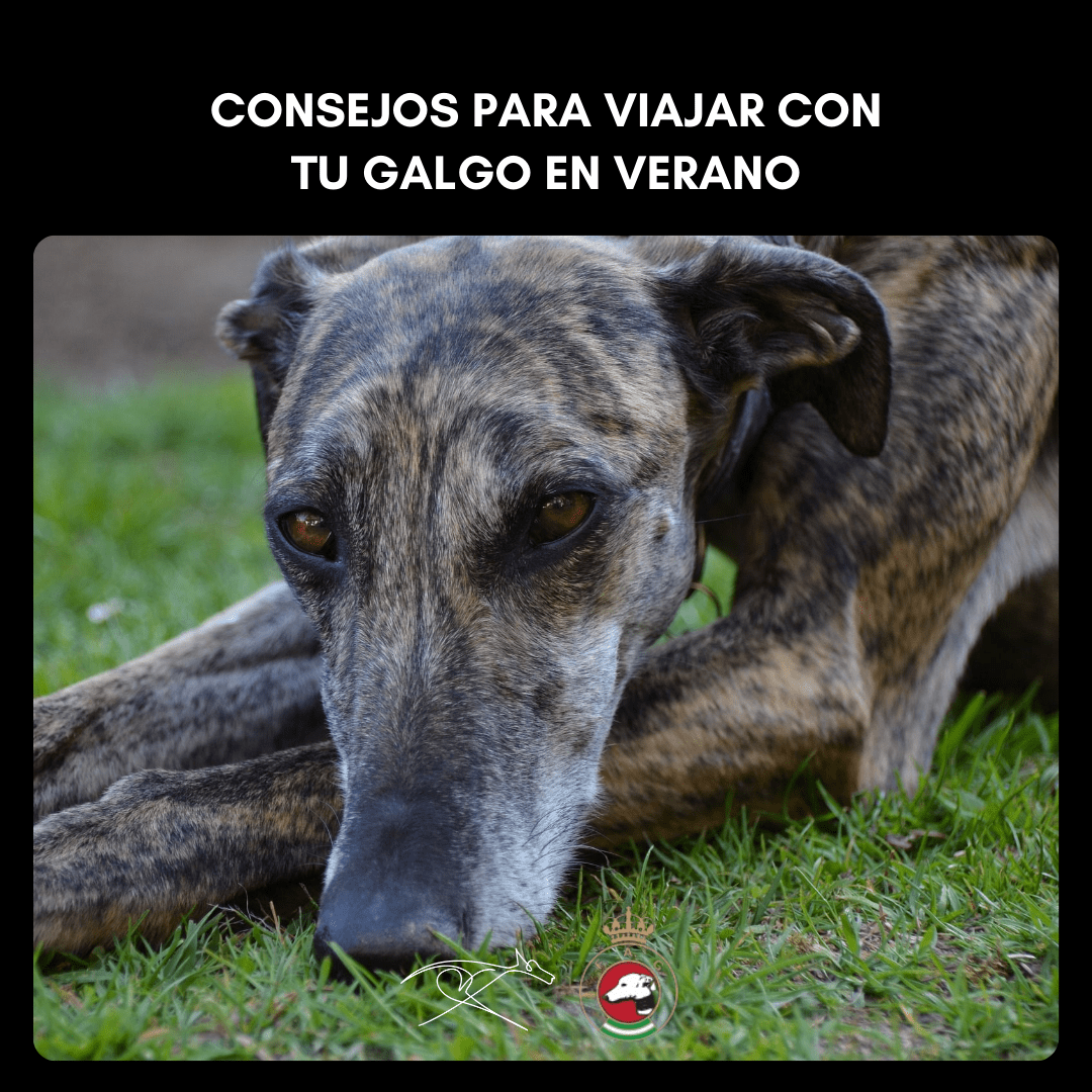 Consejos para viajar con tu galgo en verano: imagen de un galgo tumbado.
