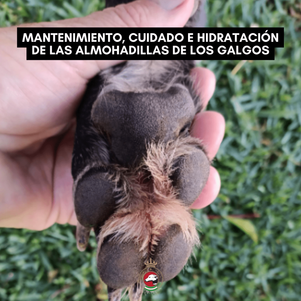 Mantenimiento, cuidado e hidratación de las almohadillas de los galgos