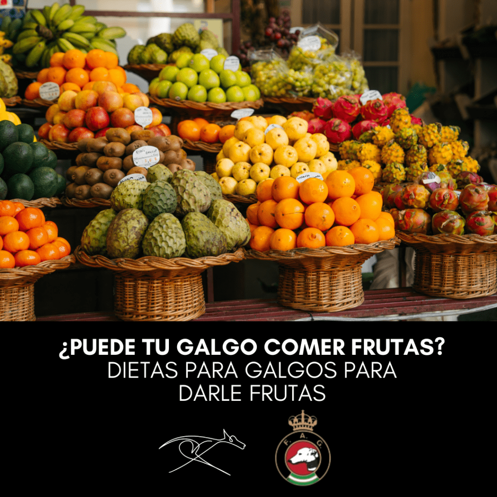 ¿Puede tu galgo comer frutas? Dietas para galgos para darle frutas
