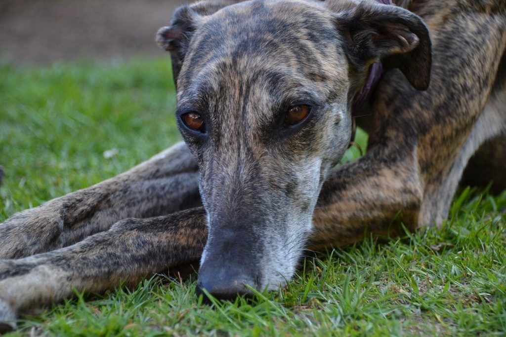 Imagen de un galgo en verano tumbado