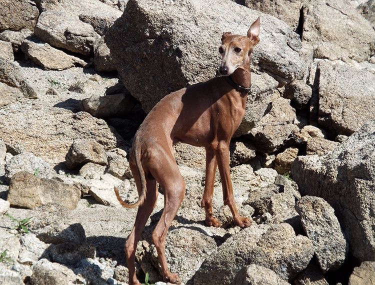 Extremidades traseras del galgo español