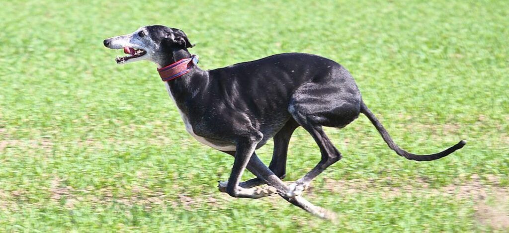 Cuerpo del galgo español