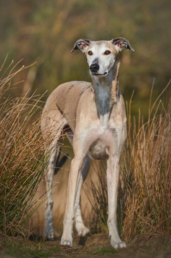 Extremidades delanteras del galgo español
