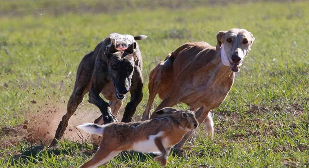 Tiempos de descanso después de las carreras de galgo, aquí vemos a dos galgos corriendo tras una liebre.