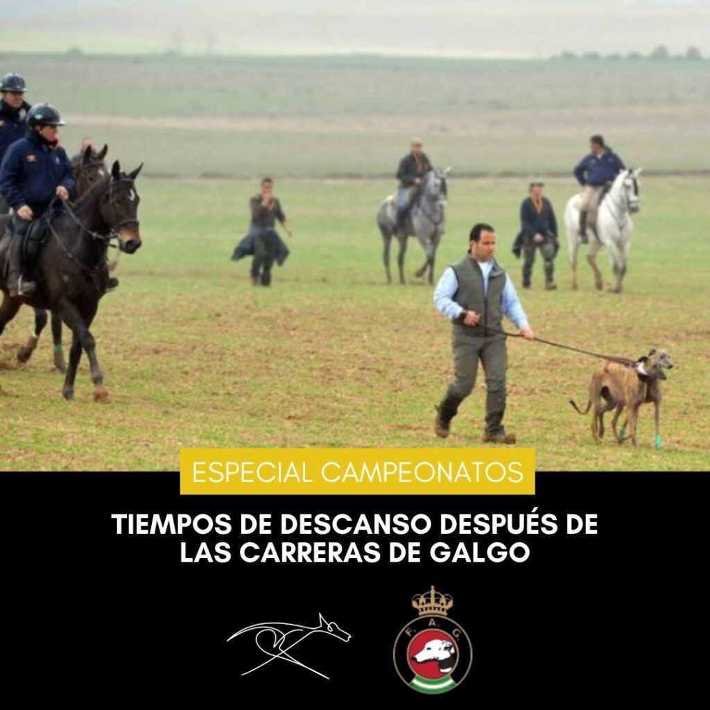 Tiempos de descanso después de las carreras de galgo