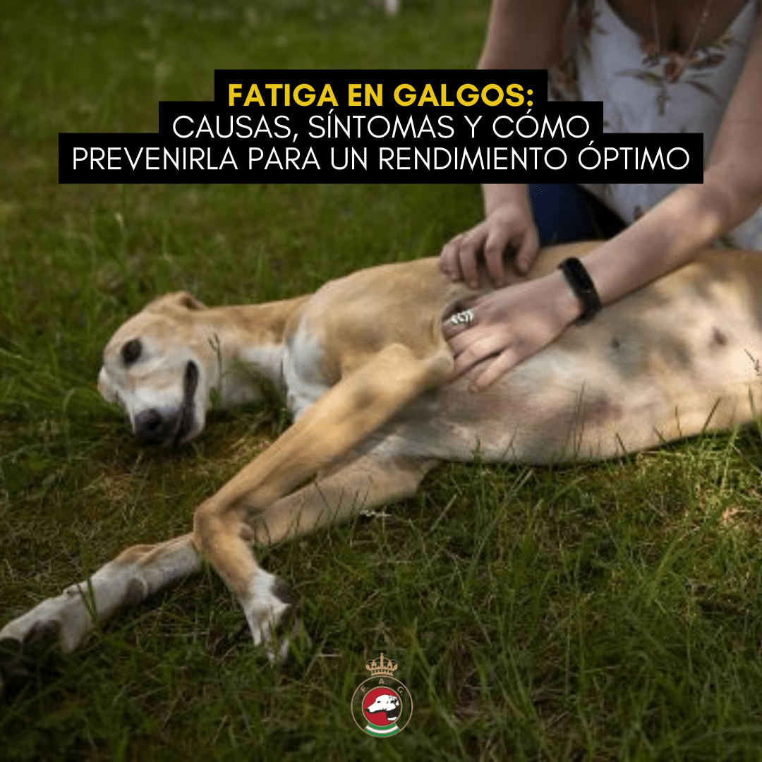 Fatiga en galgos: causas, sintomas y como prevenirla para un rendimiento optimo