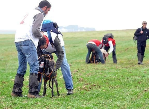 Fatiga en los galgos y su tratamiento