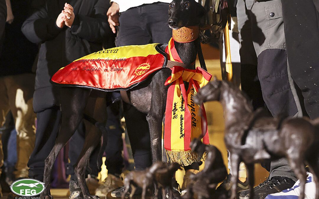 Disponible el vídeo del LXXXVII Campeonato de España de Galgos en Campo