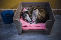 Prevención de pulgas y garrapatas en galgos, con galgo acostado en su cama
