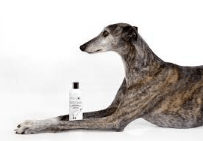 Galgo con un champú que previene pulgas y garrapatas en galgo