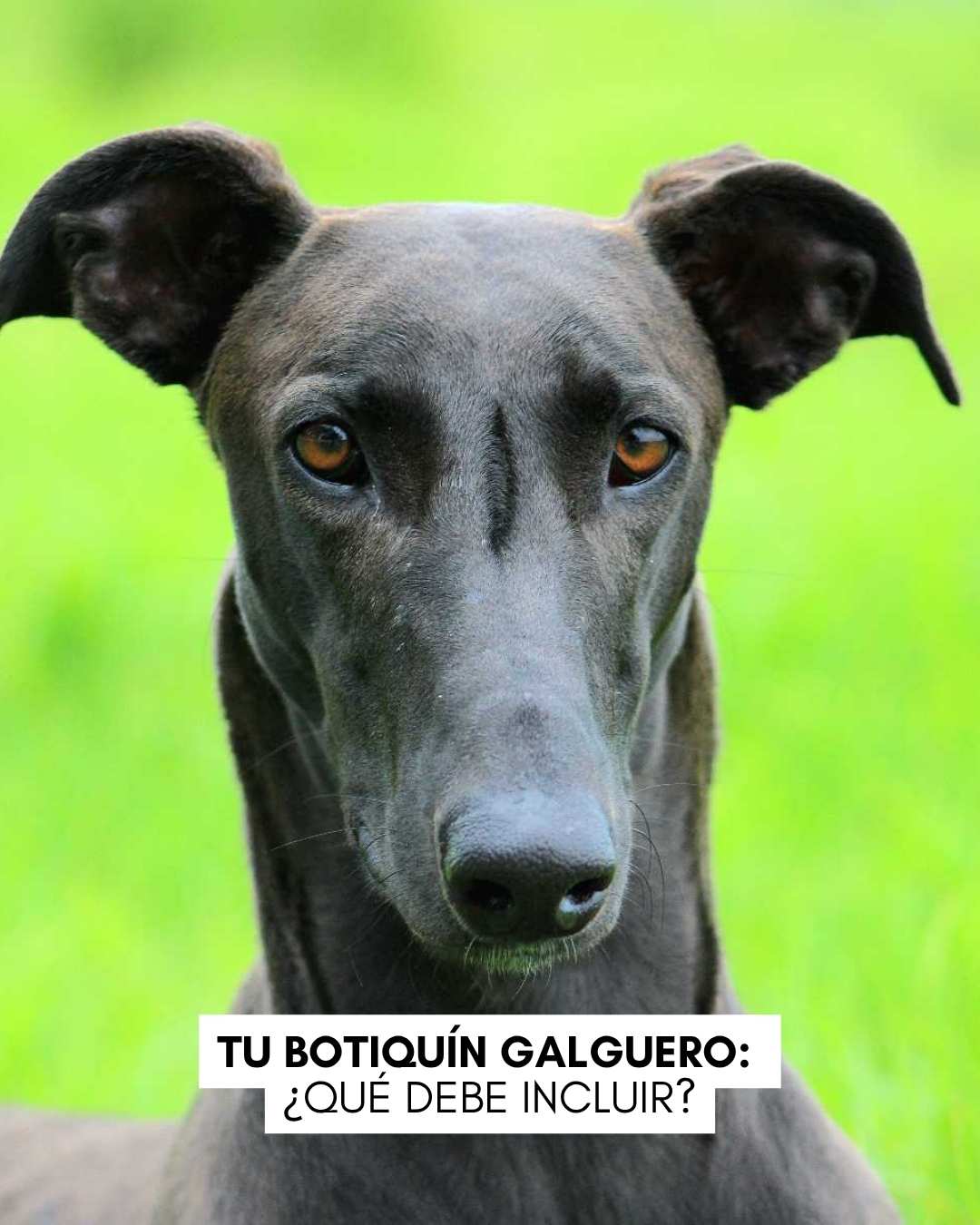 Imagen Galgo