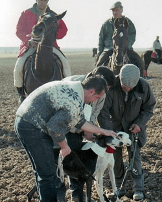 Imagen de Semifinales del Nacional. Fernando Fernández Figueroa y Antonio Álavrez Sevillano a caballo. Jesús Carrión Reina enganchando a Careta y Plácido con el galgo Pirata.
