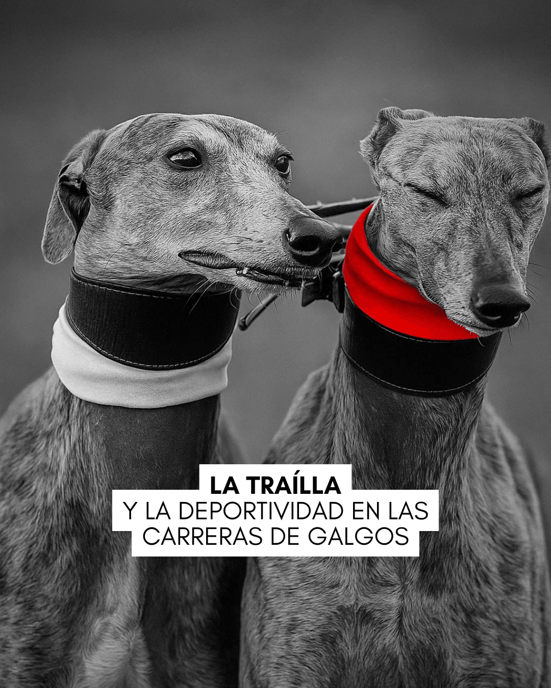 Imagen de dos galgos con pañuelo blanco y rojo con traílla