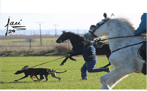 Imagen de soltador utilizando traíllas con galgos en carrea de galgos