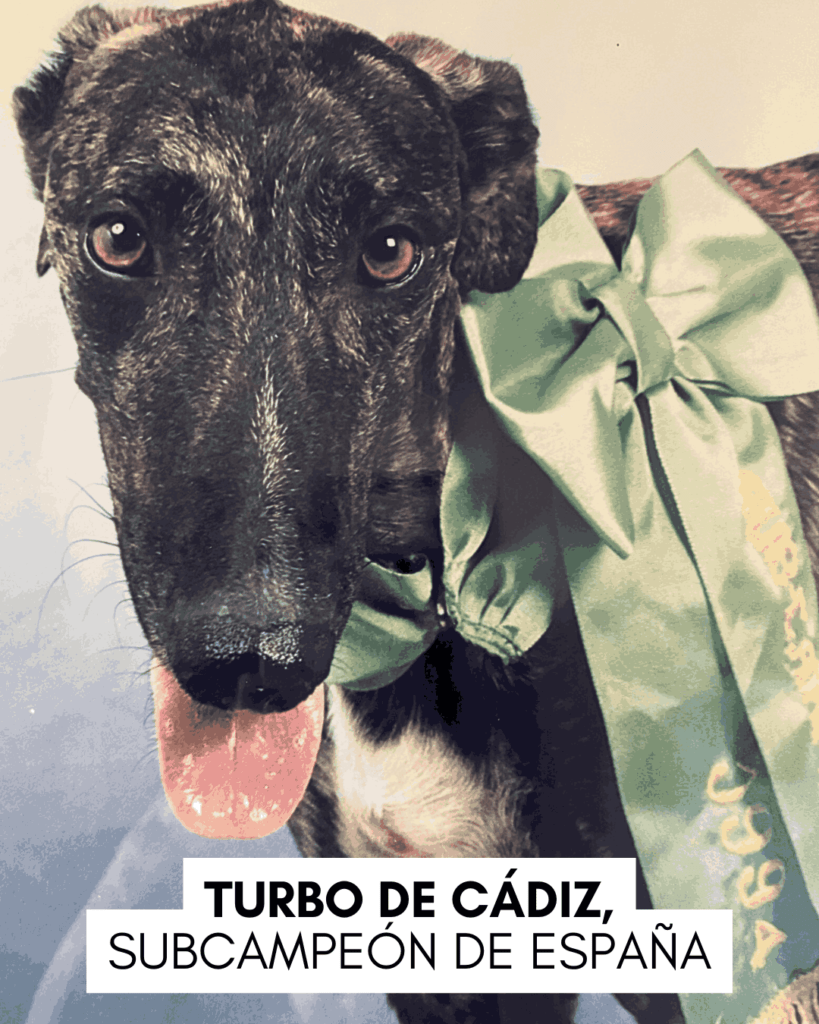 Imagen de Turbo de Cádiz
