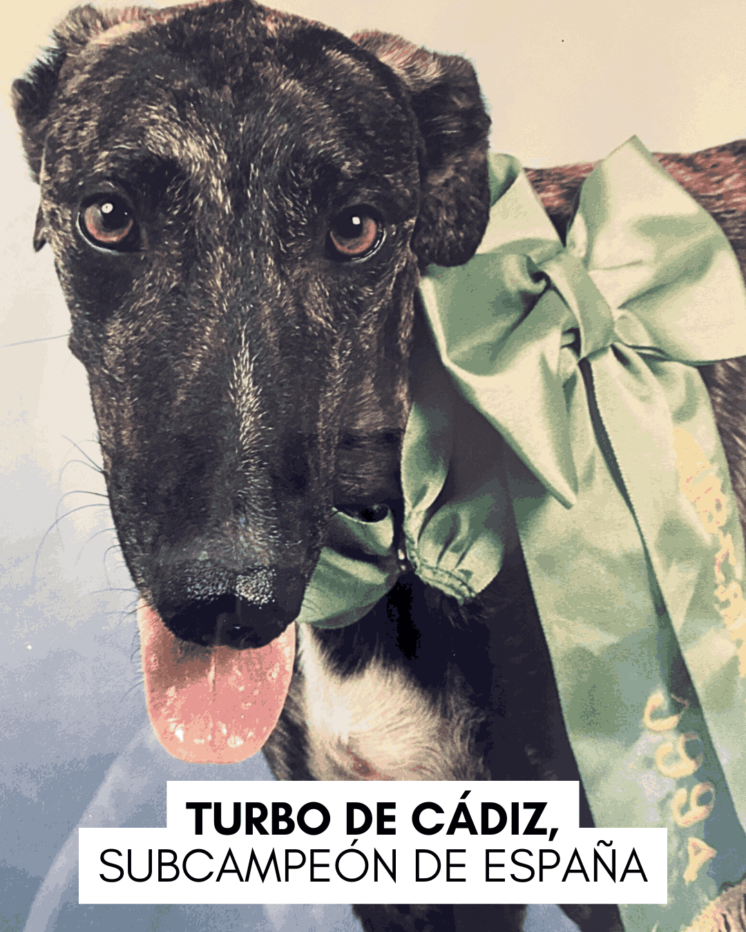 Imagen de Turbo de Cádiz