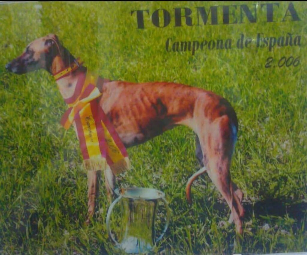 Imagen de Tormenta, Campeona de España 2006