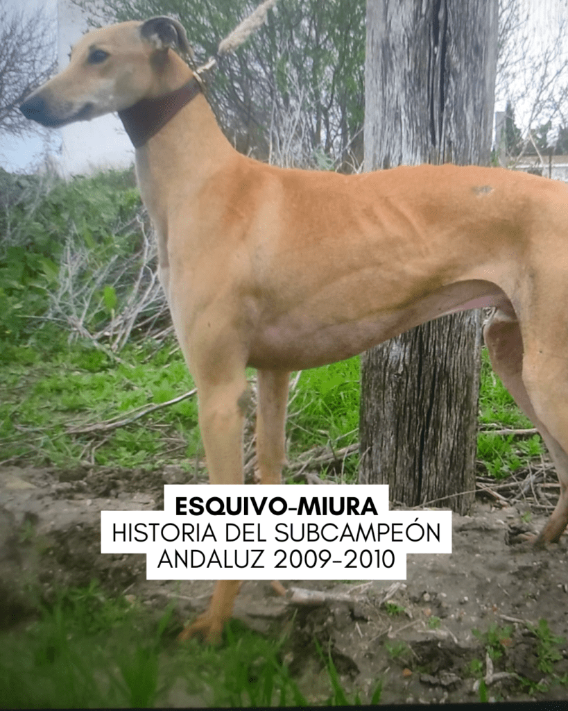 Esquivo-Miura, historia del subcampeón andaluz 2009-2010