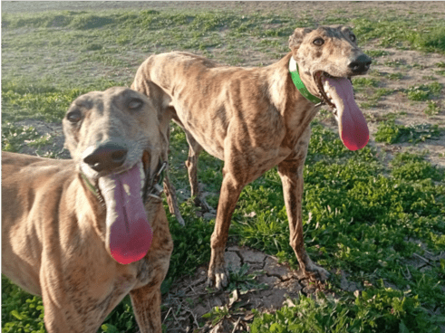 Galgoterapia